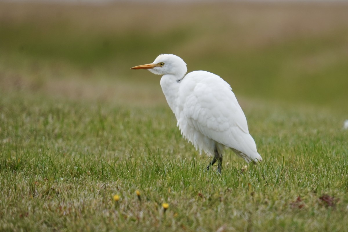 Western Cattle-Egret - ML645178338