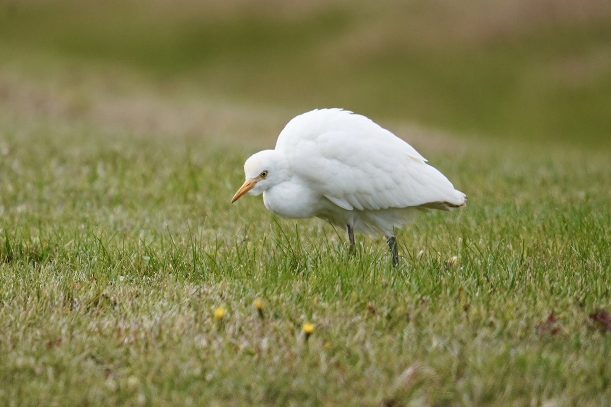 Western Cattle-Egret - ML645178340