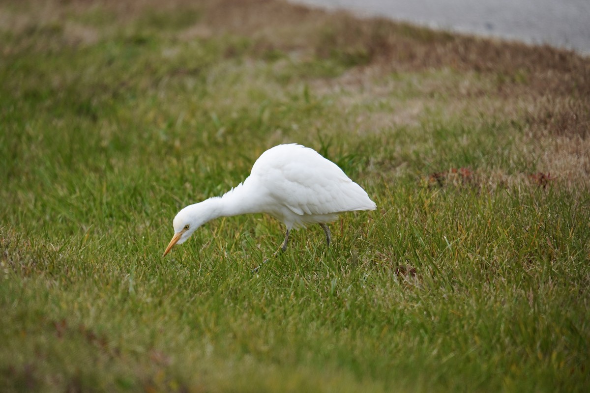 Western Cattle-Egret - ML645178341