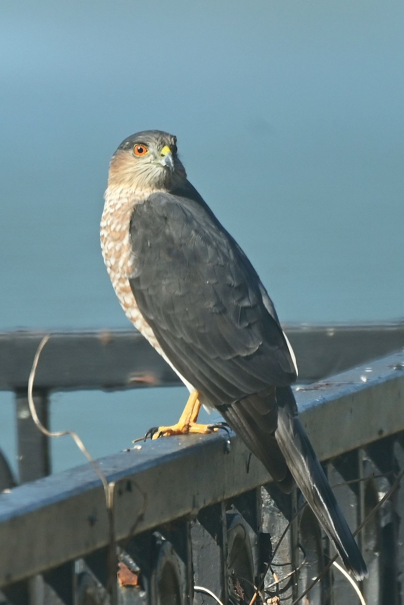 krahujec americký - ML645178342