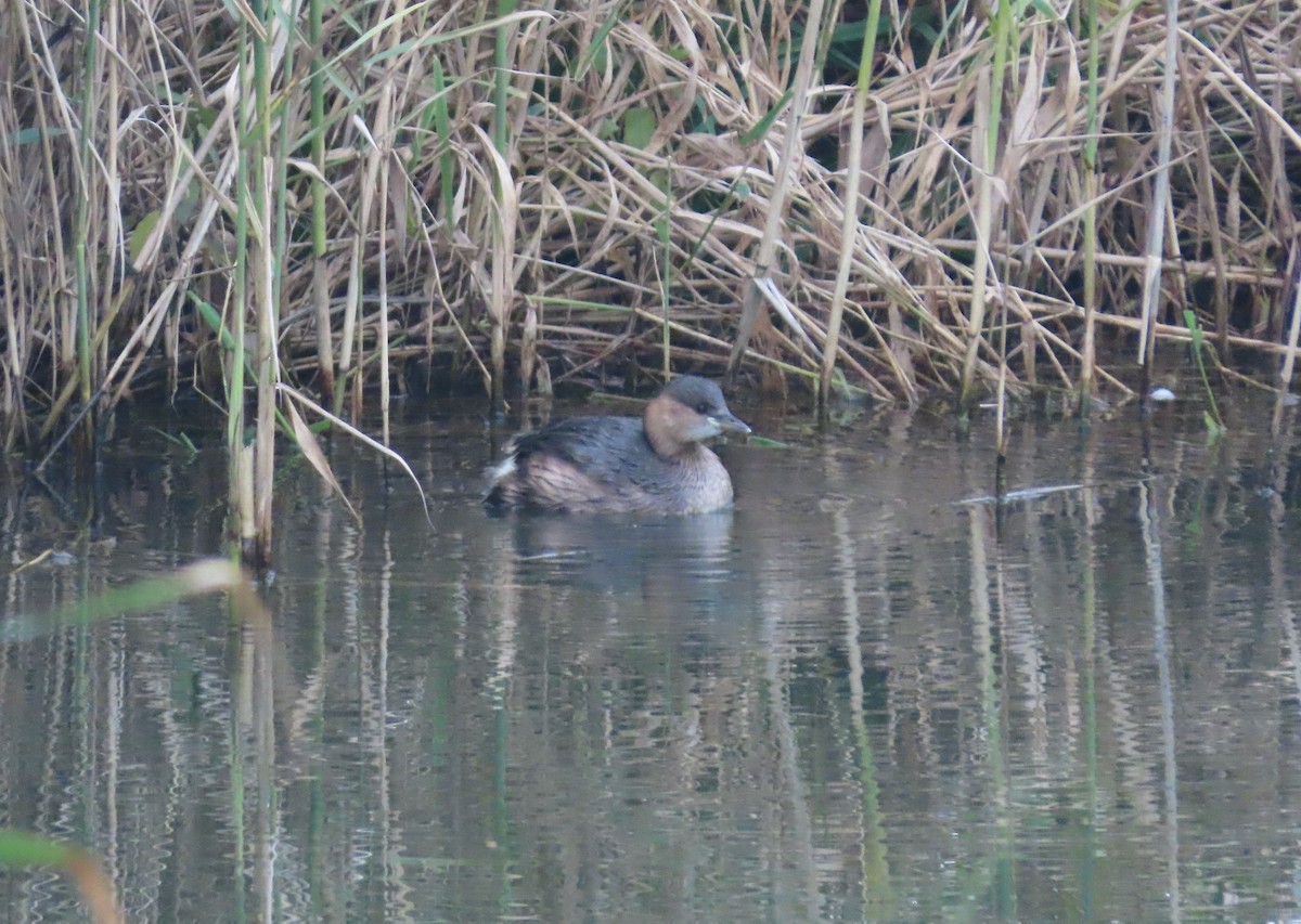 Little Grebe - ML645178343
