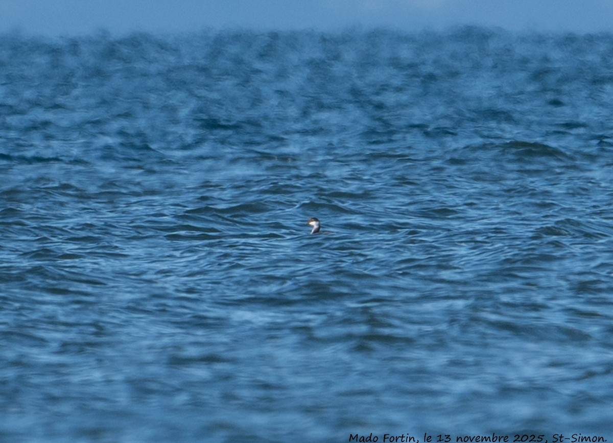 Horned Grebe - ML645178351
