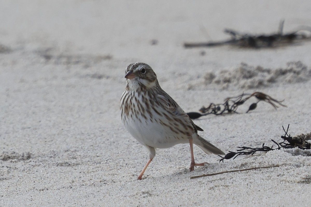 strnadec luční (ssp. princeps) - ML645178355