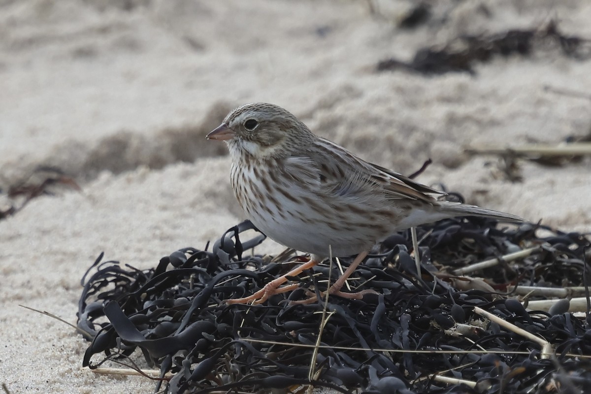 strnadec luční (ssp. princeps) - ML645178356