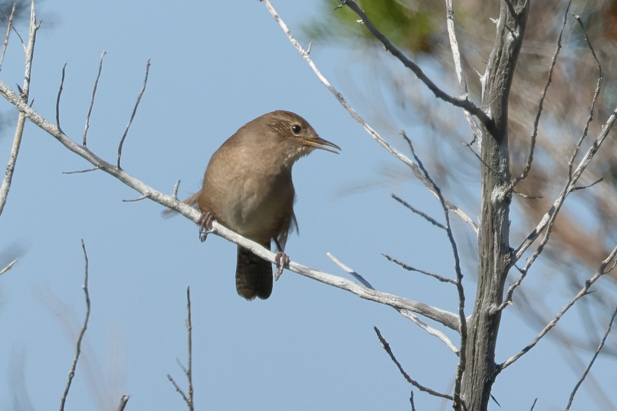 Northern House Wren - ML645178371