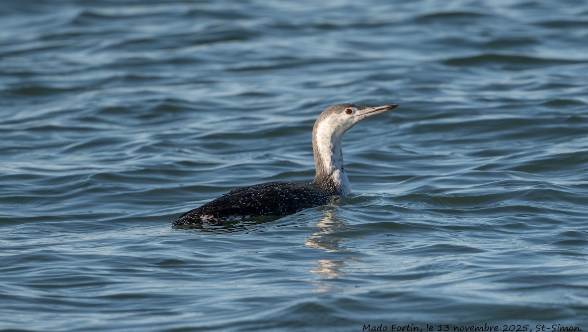 Red-throated Loon - ML645178372