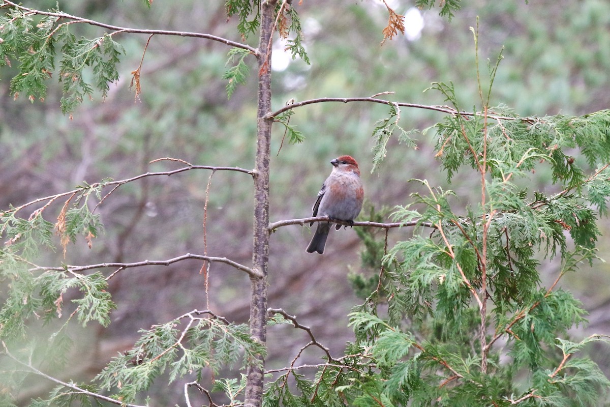 Hakengimpel - ML645178386