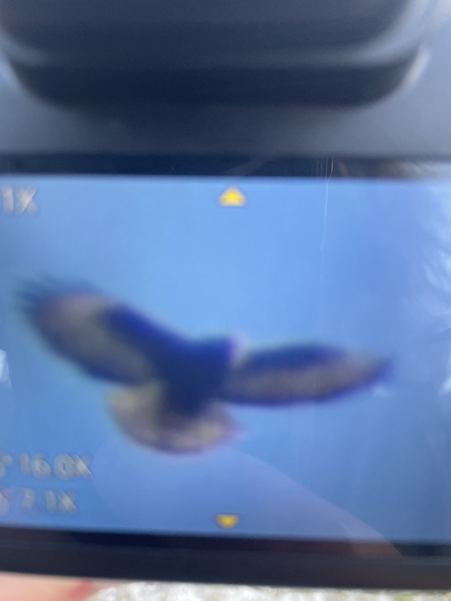 Short-tailed Hawk - ML645178400