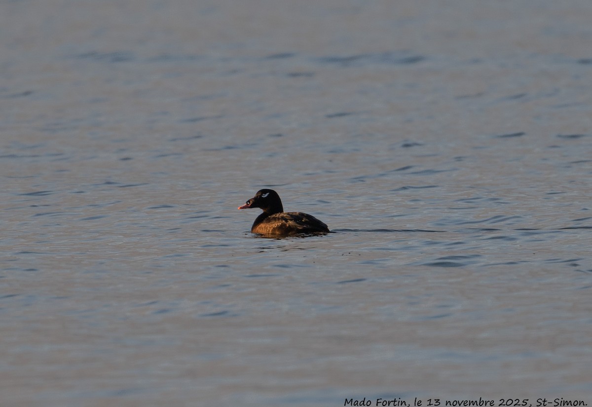 White-winged Scoter - ML645178409