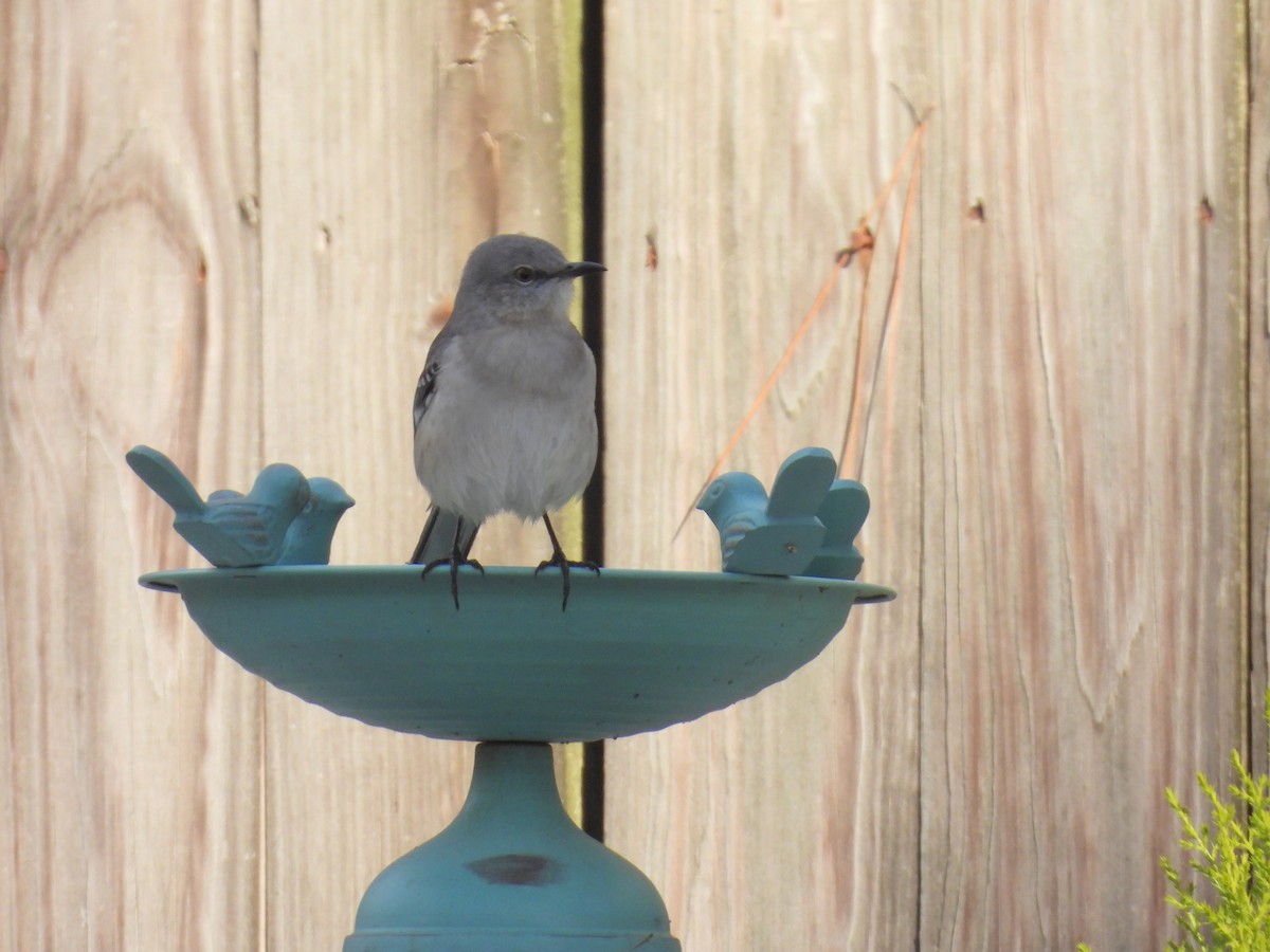 Пересмішник багатоголосий - ML645178431