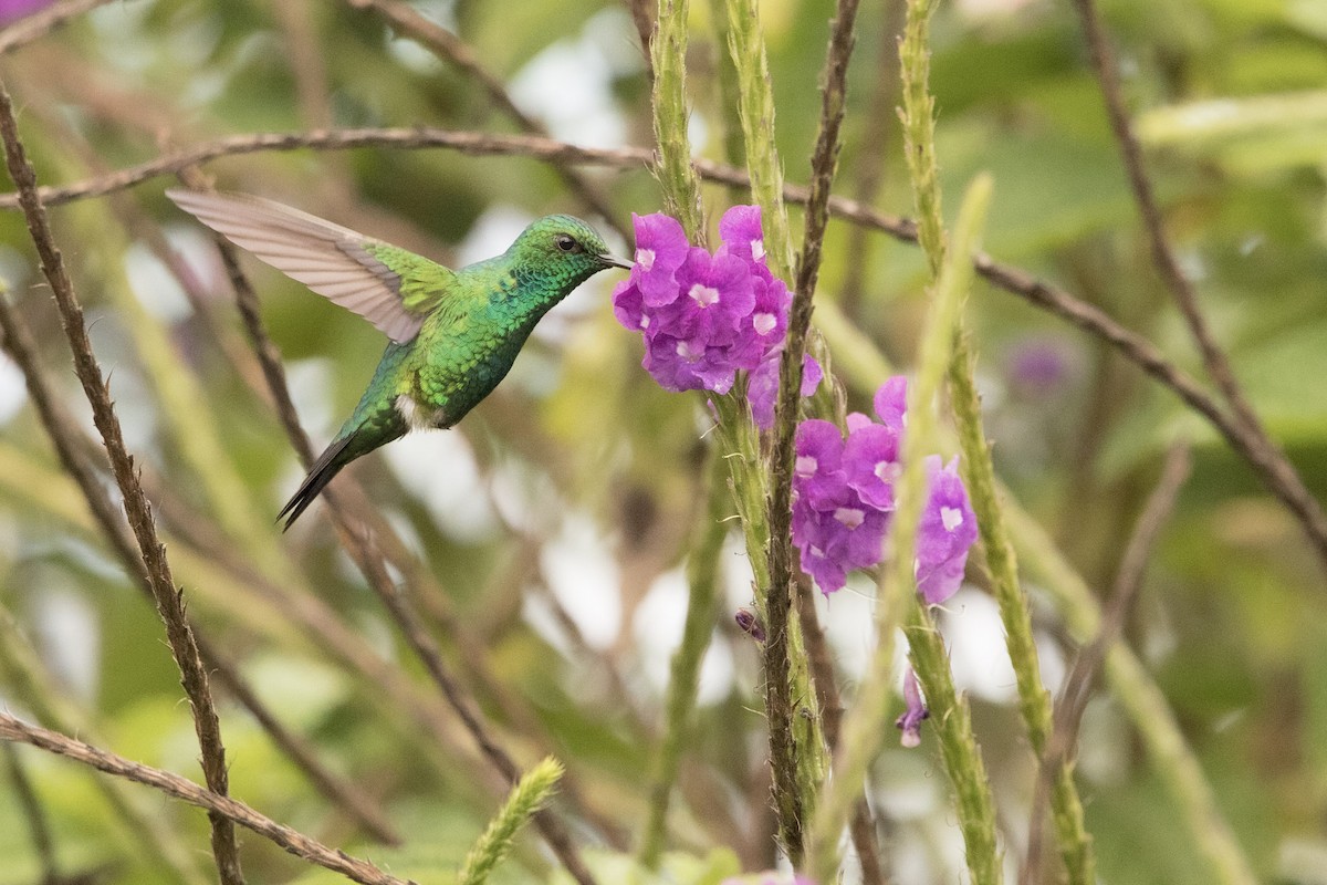 Garden Emerald - ML645178432