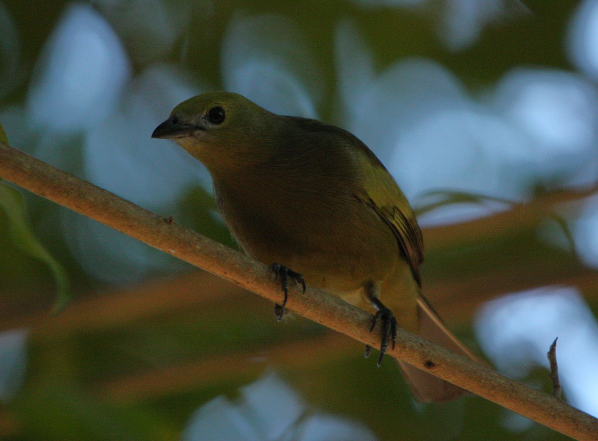 Tangara des palmiers - ML645178453
