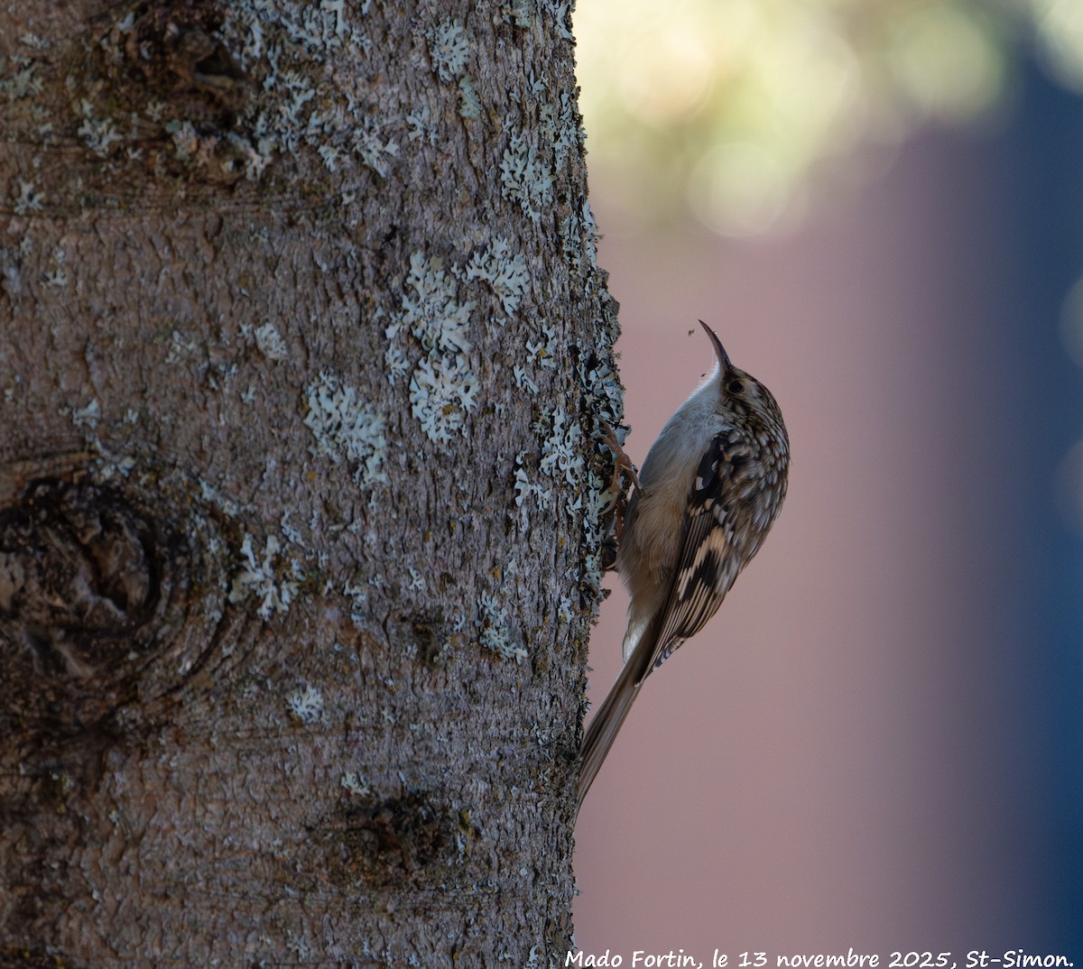 Brown Creeper - ML645178465