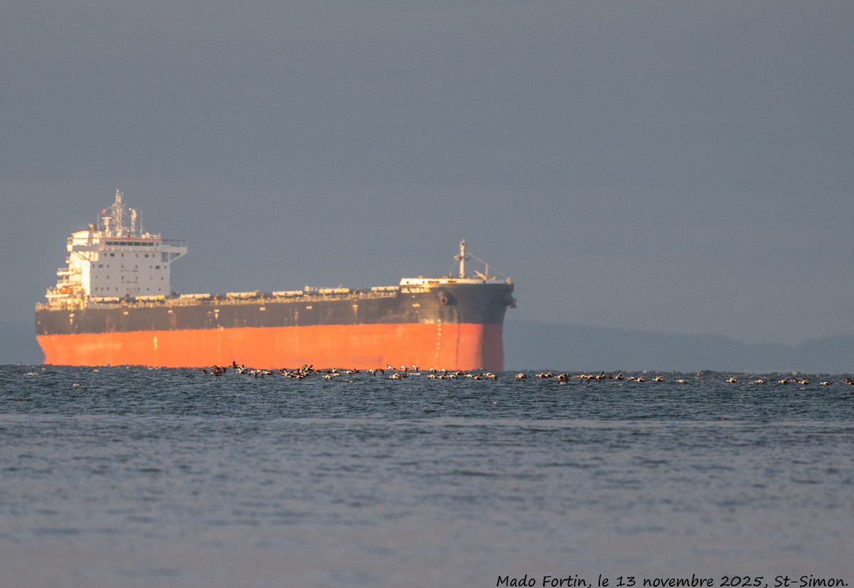 Common Eider - ML645178475