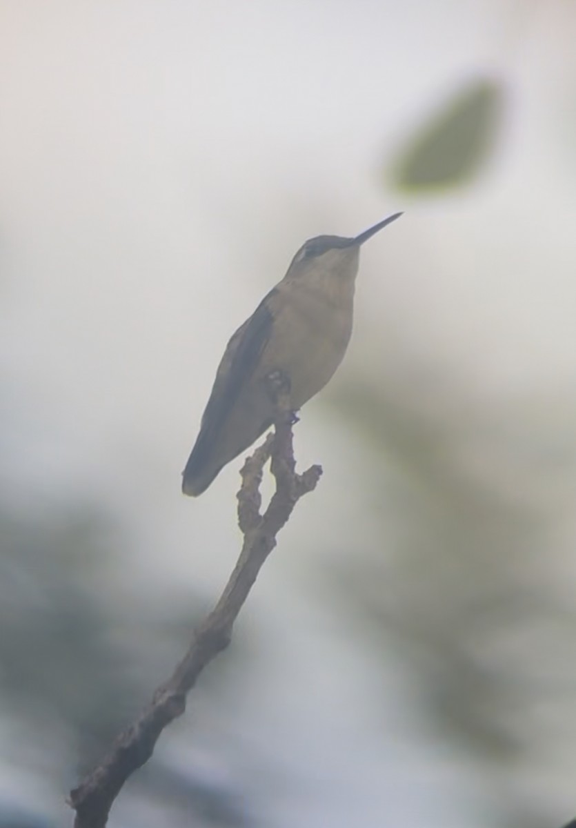 Колібрі рубіновогорлий - ML645178479