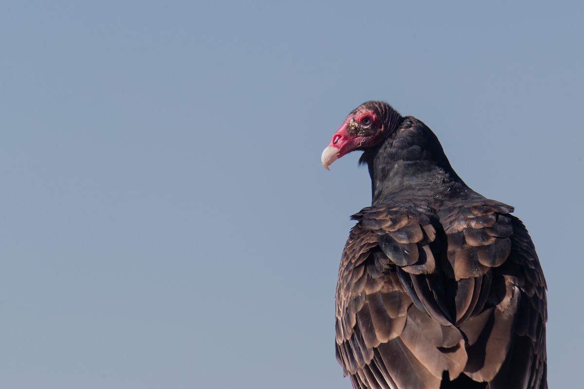 Aura Gallipavo - ML645178482