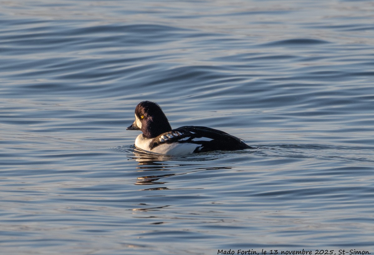 Barrow's Goldeneye - ML645178483