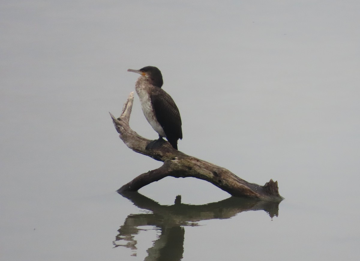 storskarv - ML645178484