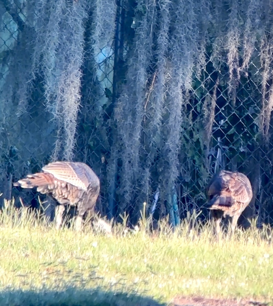 Wild Turkey - ML645178486