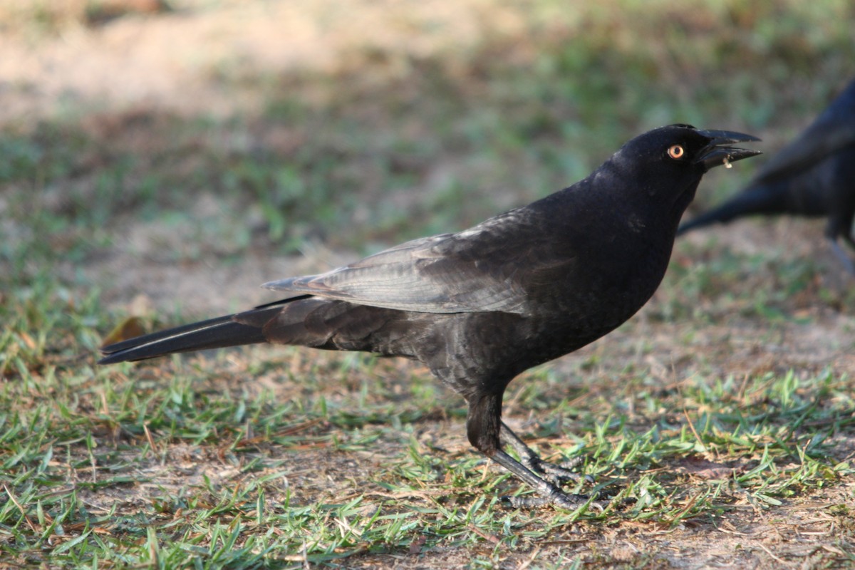 Giant Cowbird - ML645178490