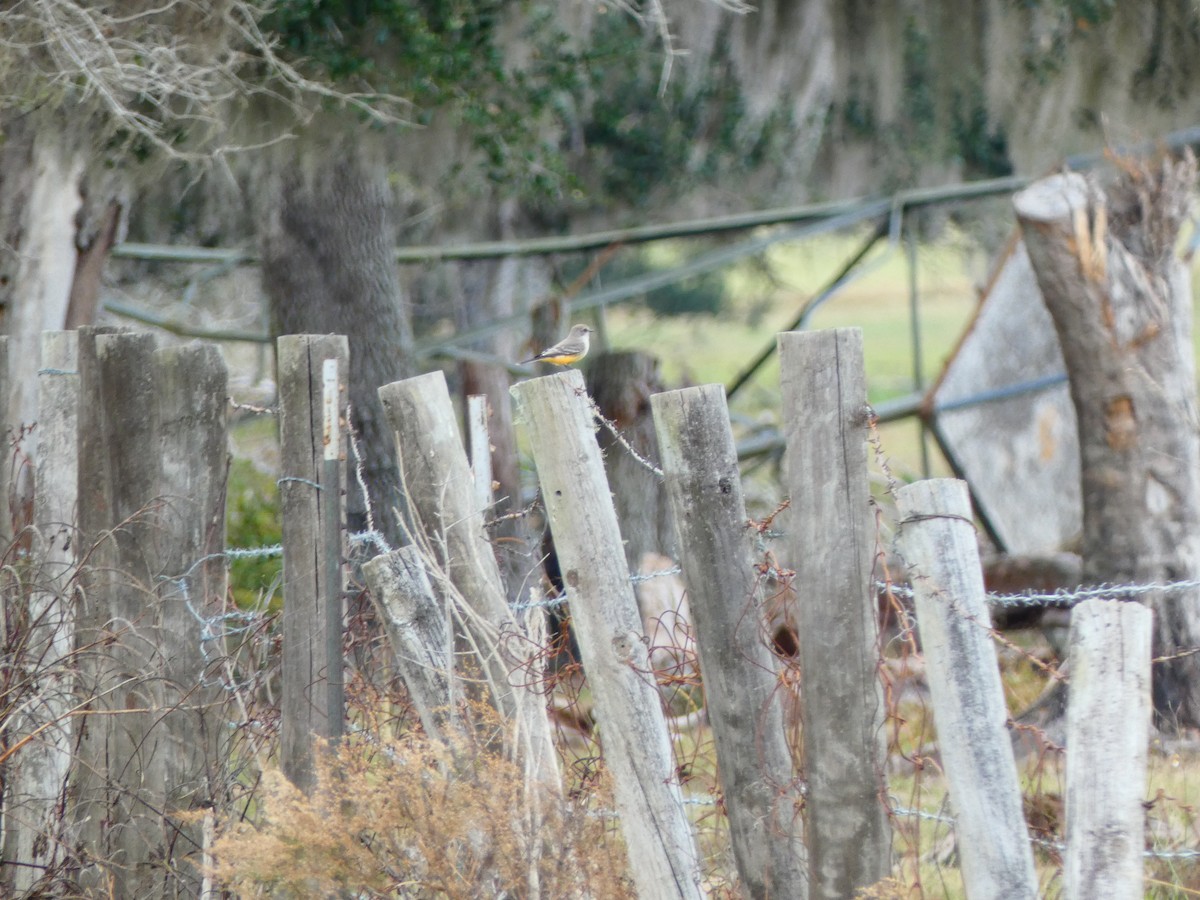 Vermilion Flycatcher - ML645178495