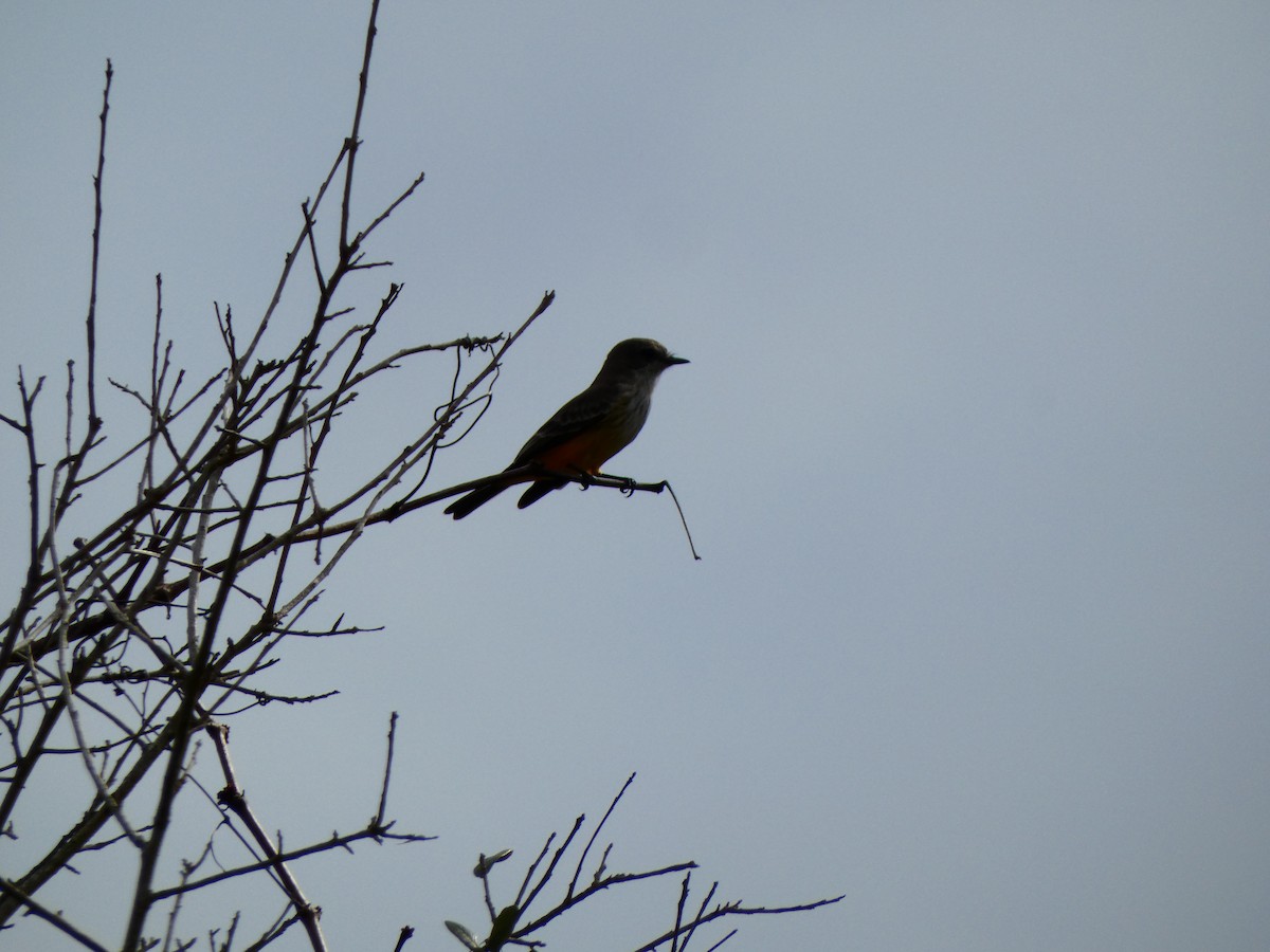 Vermilion Flycatcher - ML645178496