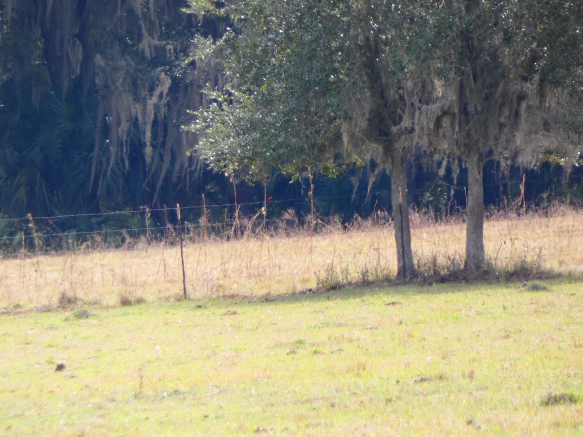 Vermilion Flycatcher - ML645178497