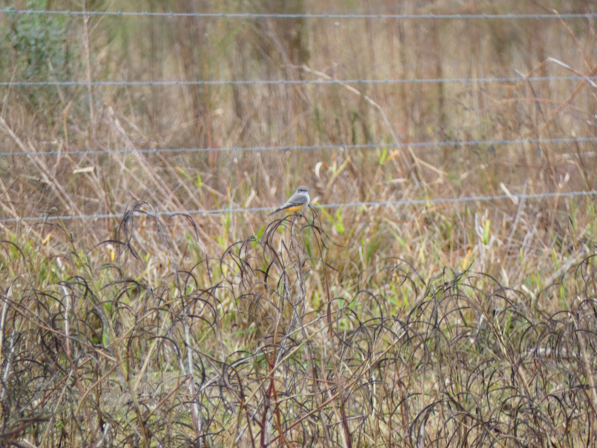 Vermilion Flycatcher - ML645178498