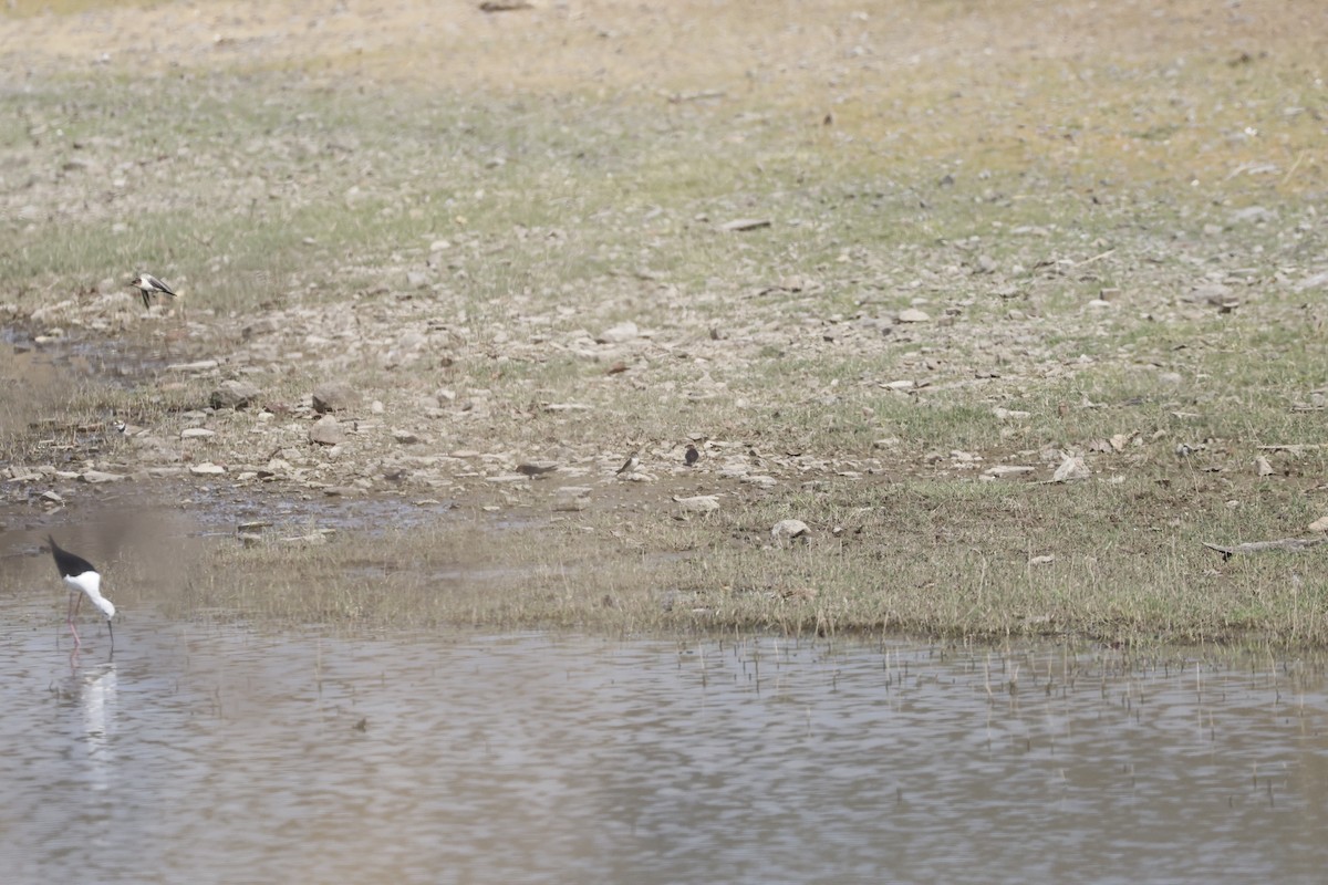 東方金腰燕(daurica群) - ML645178499