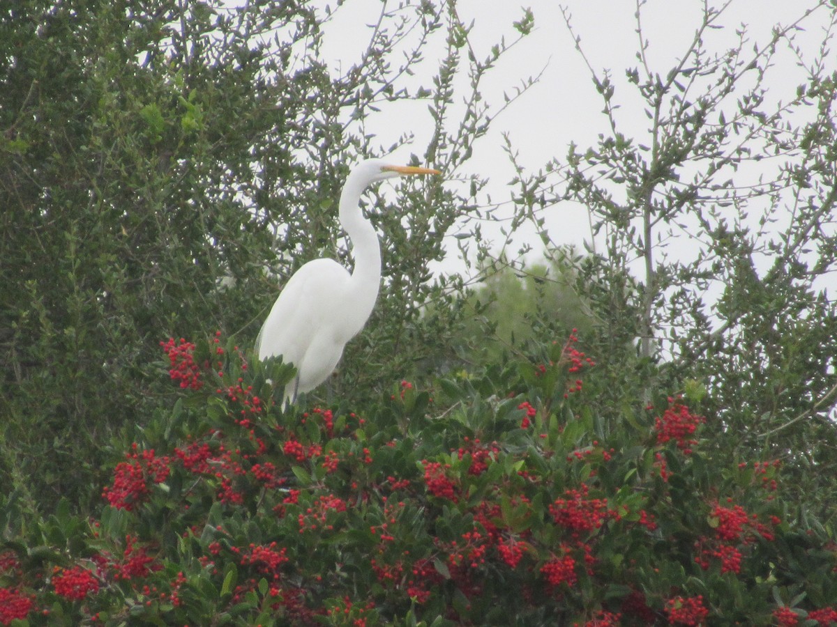 大白鷺 - ML645178500