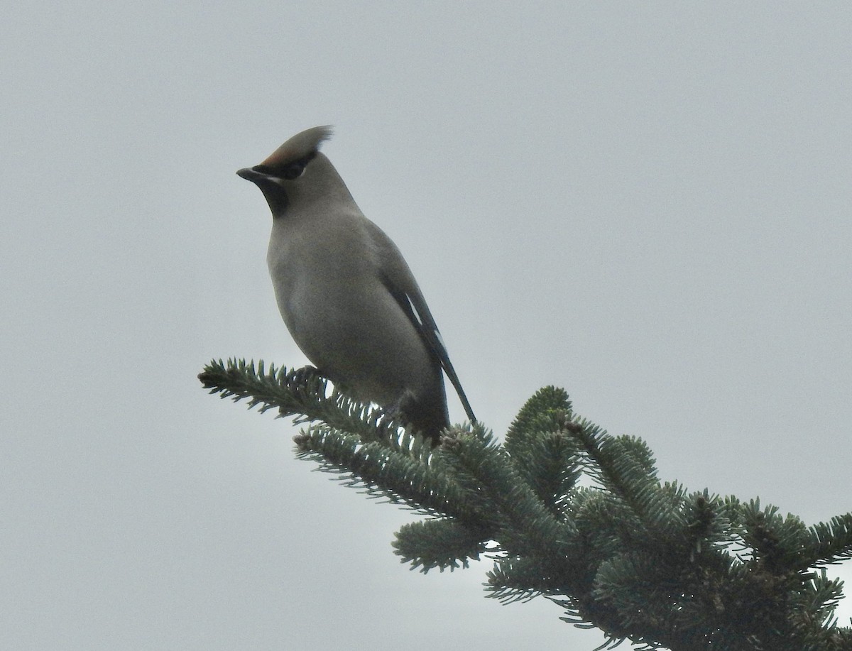 黃連雀 - ML645178501