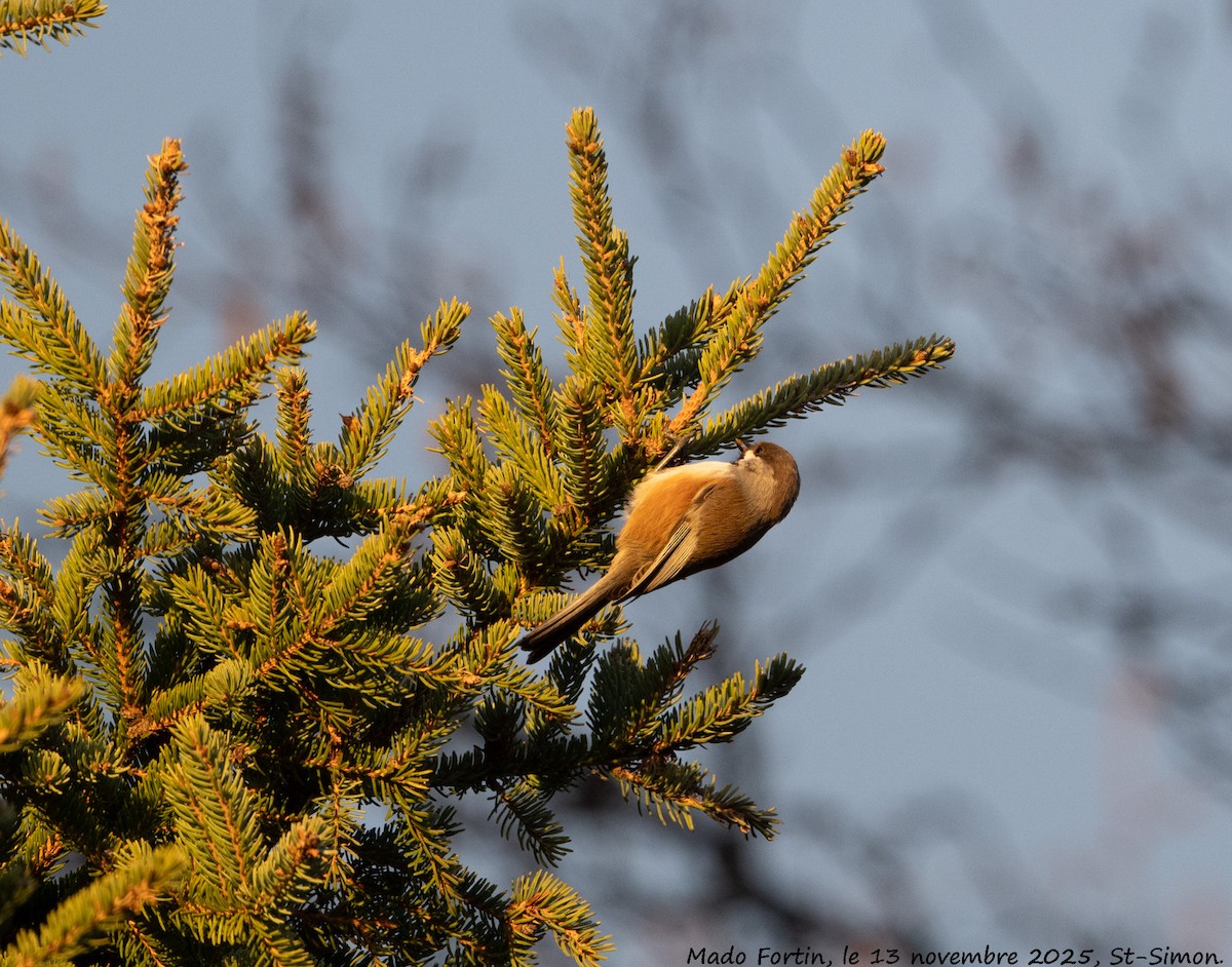 Boreal Chickadee - ML645178502