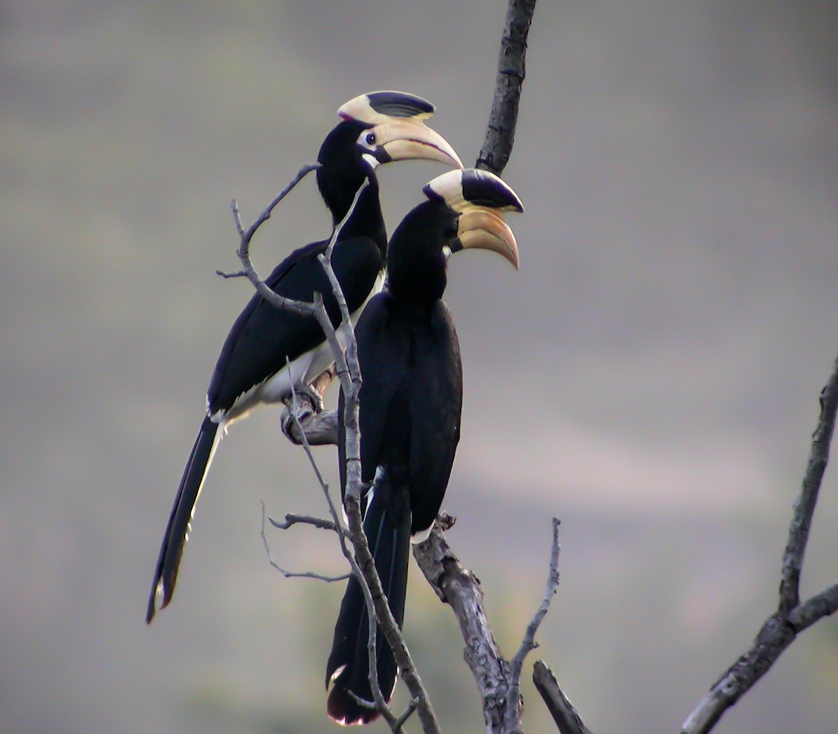 Malabar Pied-Hornbill - ML645178503