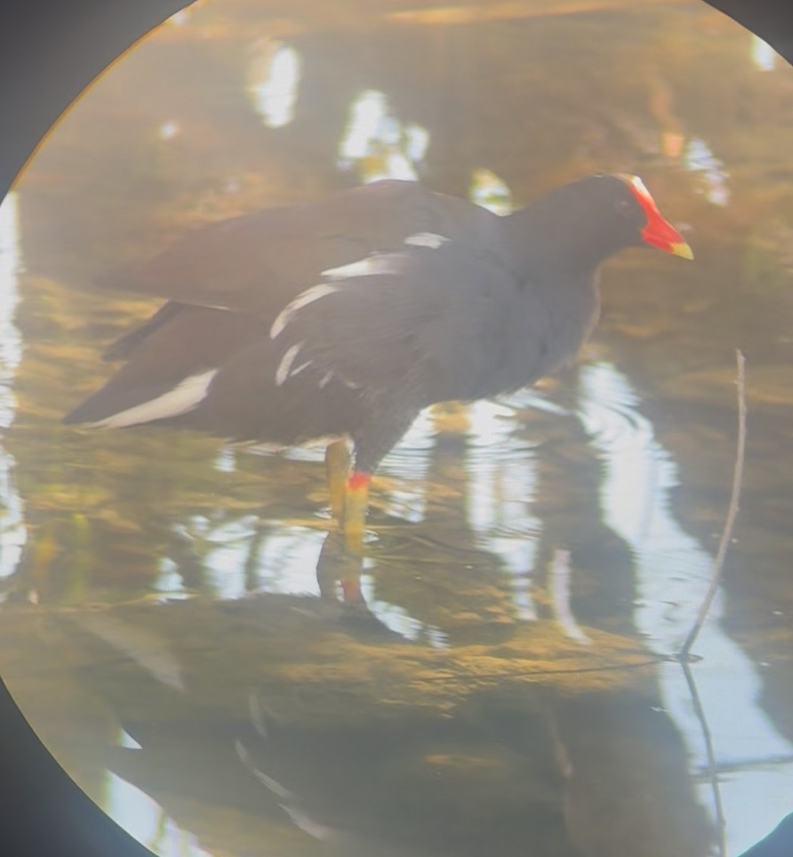 Common Gallinule - ML645178504