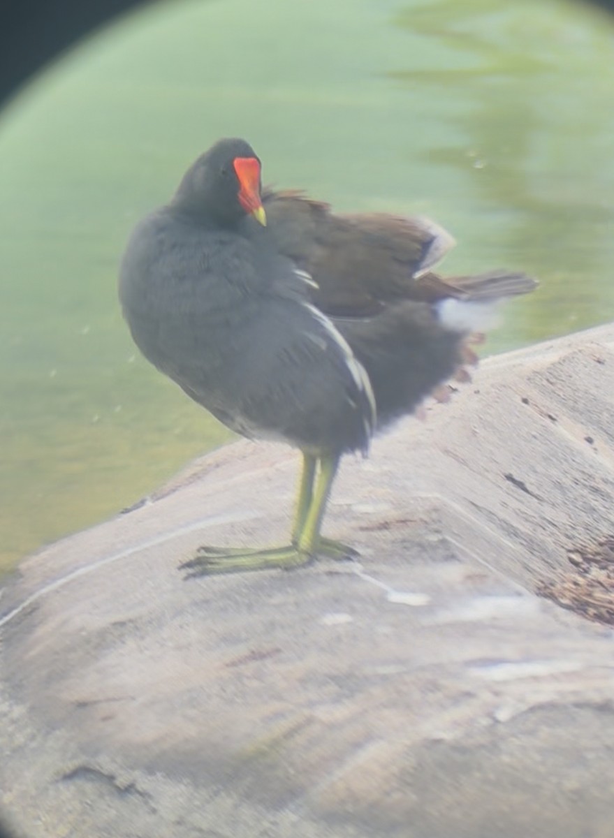 Common Gallinule - ML645178505