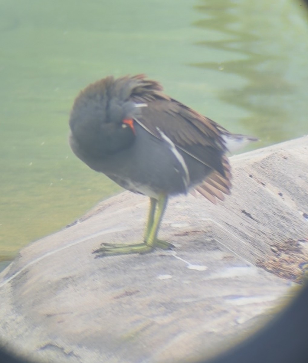 Common Gallinule - ML645178506