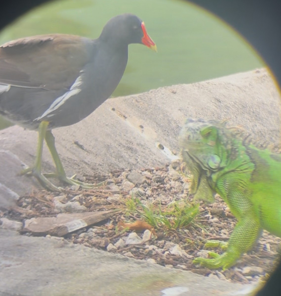 Common Gallinule - ML645178507