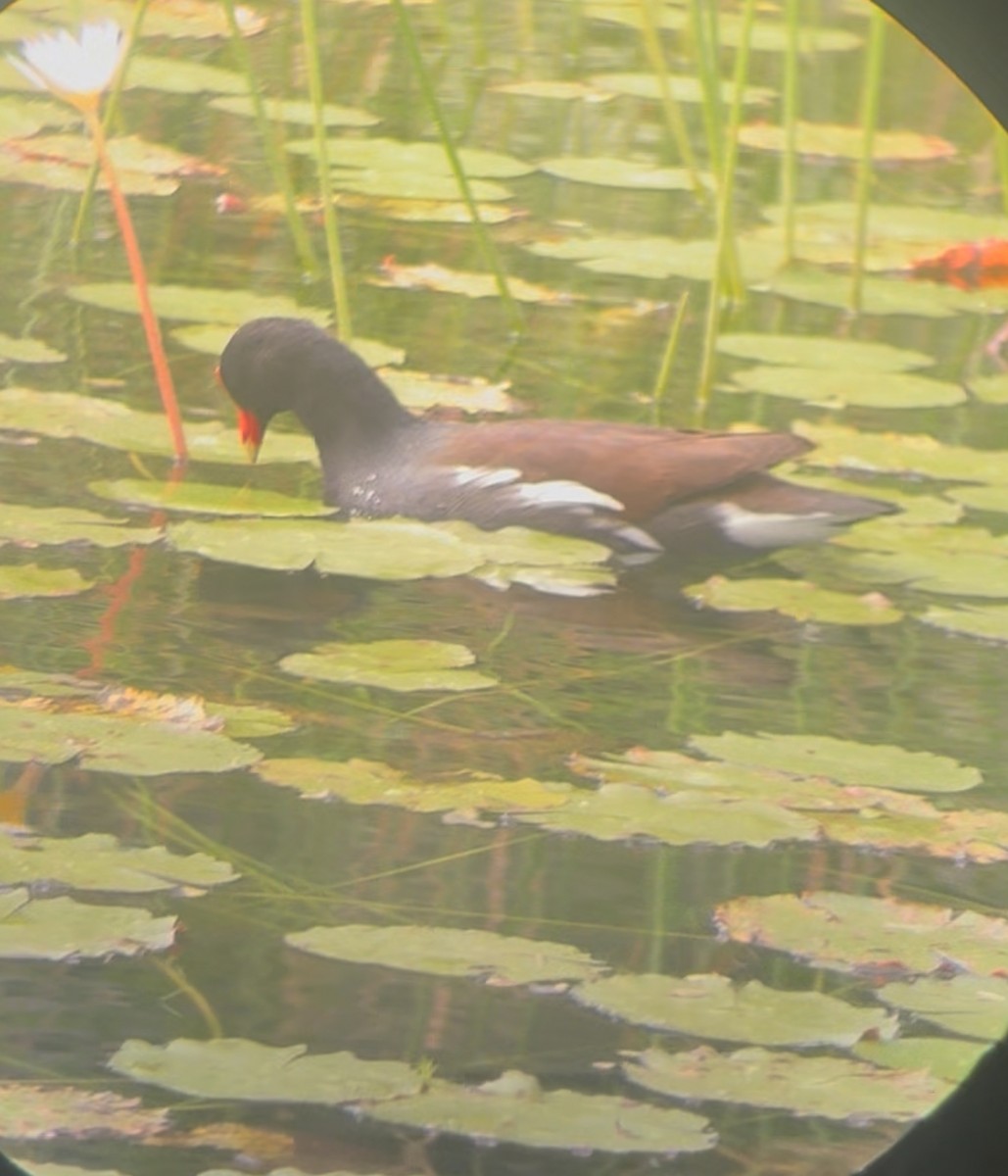 Common Gallinule - ML645178508