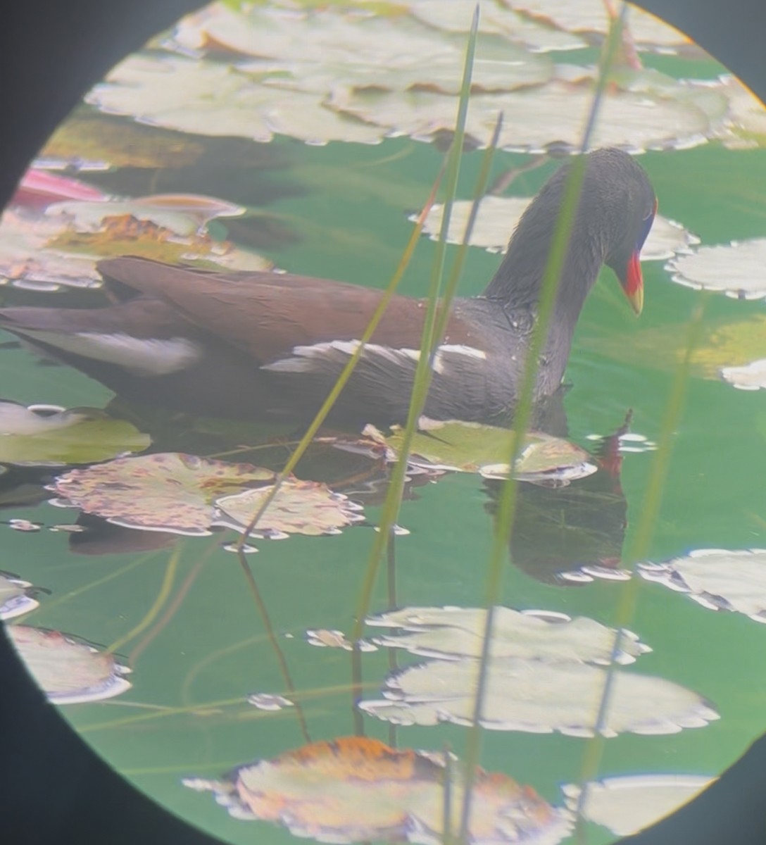 Common Gallinule - ML645178509