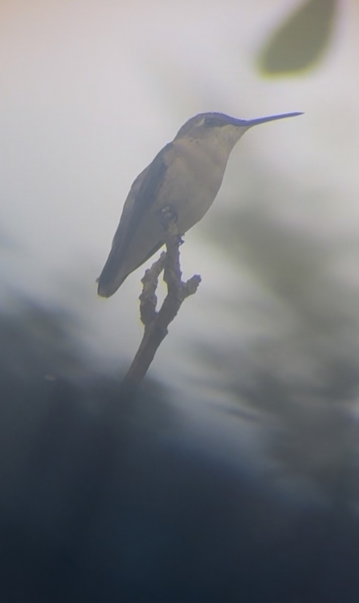 Common Gallinule - ML645178511