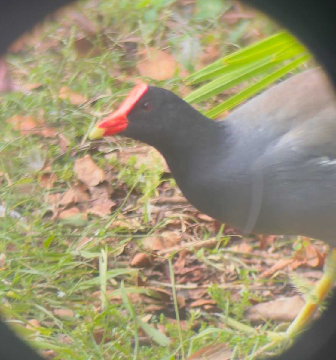 Common Gallinule - ML645178512