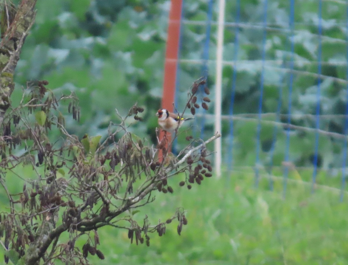 European Goldfinch - ML645178513