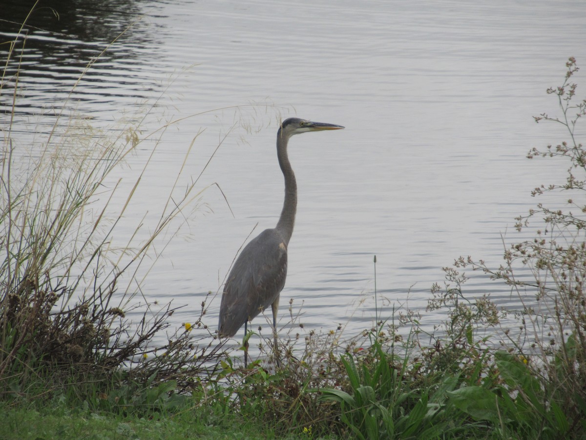 Great Blue Heron - ML645178514