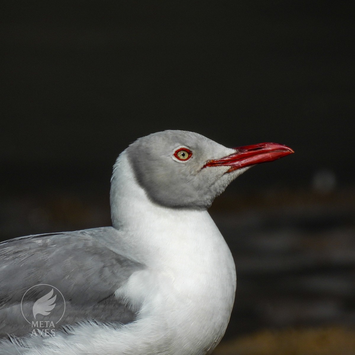 Gray-hooded Gull - ML645178515