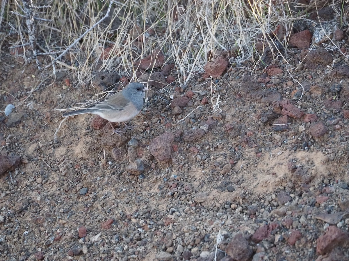 Dark-eyed Junco (Gray-headed) - ML645178516