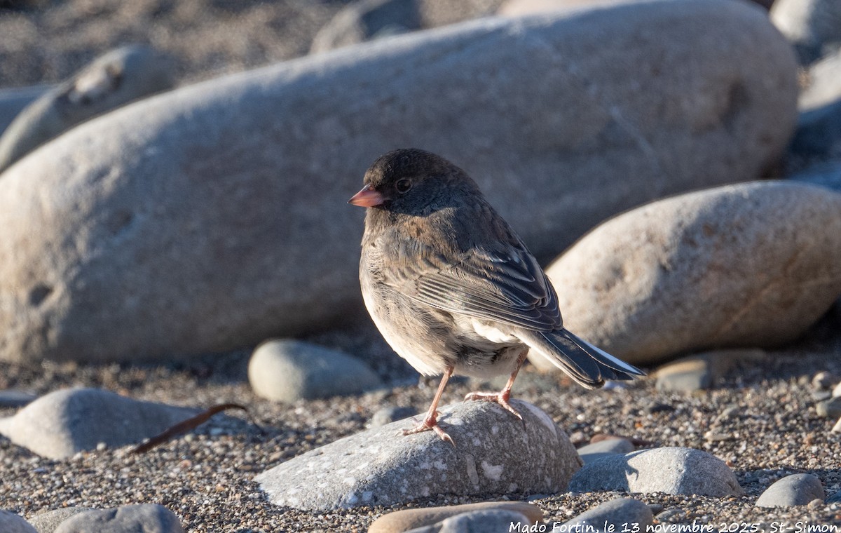 Dark-eyed Junco - ML645178517