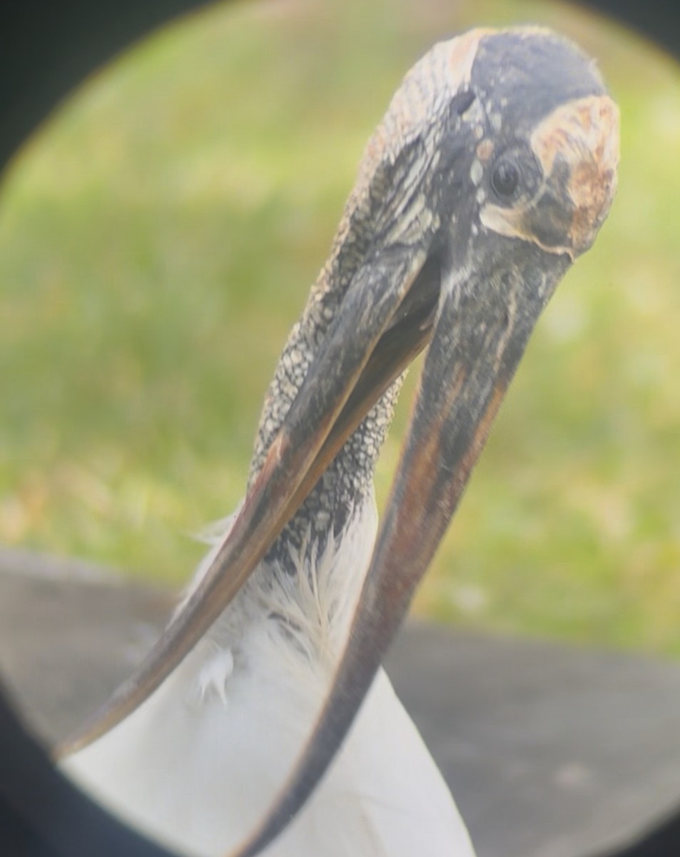 Wood Stork - ML645178520