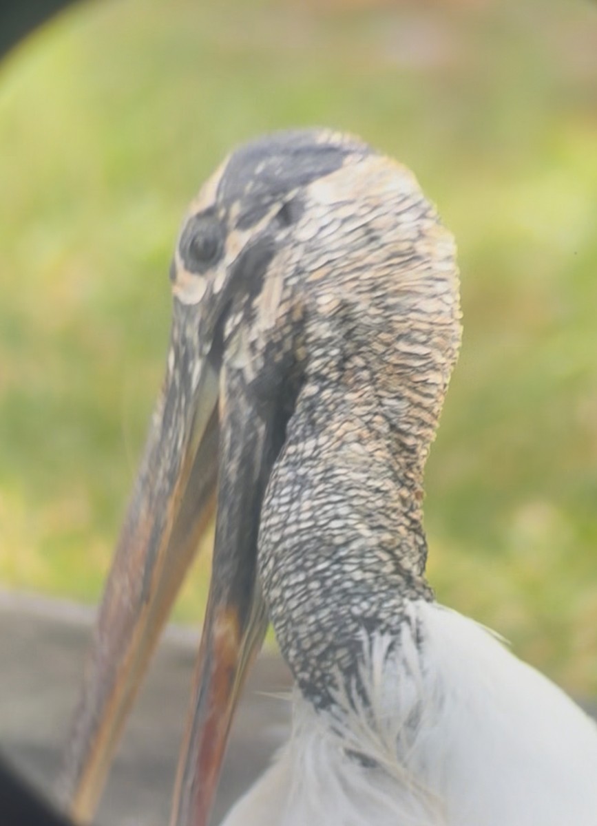 Wood Stork - ML645178521