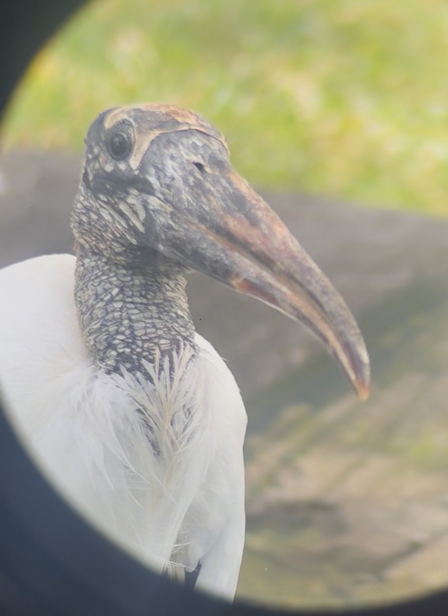 Wood Stork - ML645178522