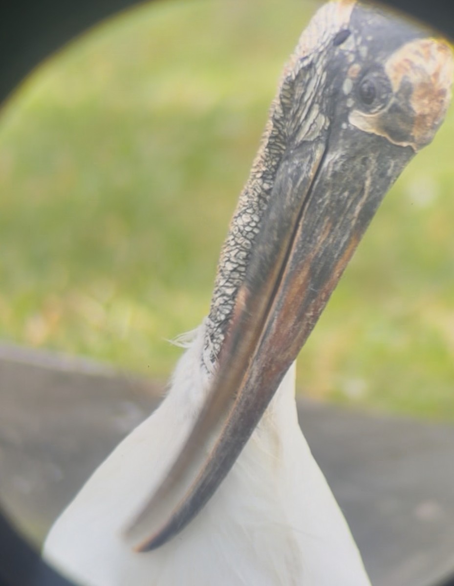 Wood Stork - ML645178523